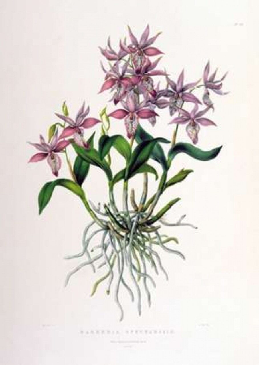 Orchid, Barkeria Spectabilis Poster Print by Augusta Withers - Item # VARPDXAW03